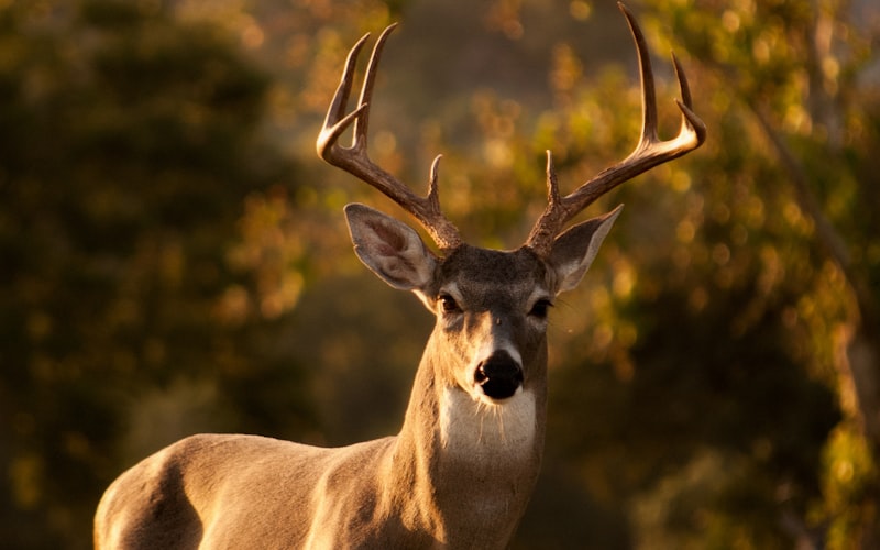 Cerf de Barbarie - Tazekka